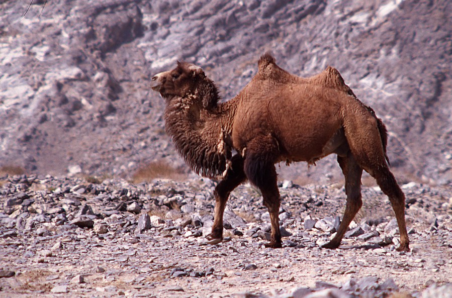 Remote sensing scientist leads the way in tracking wild camels