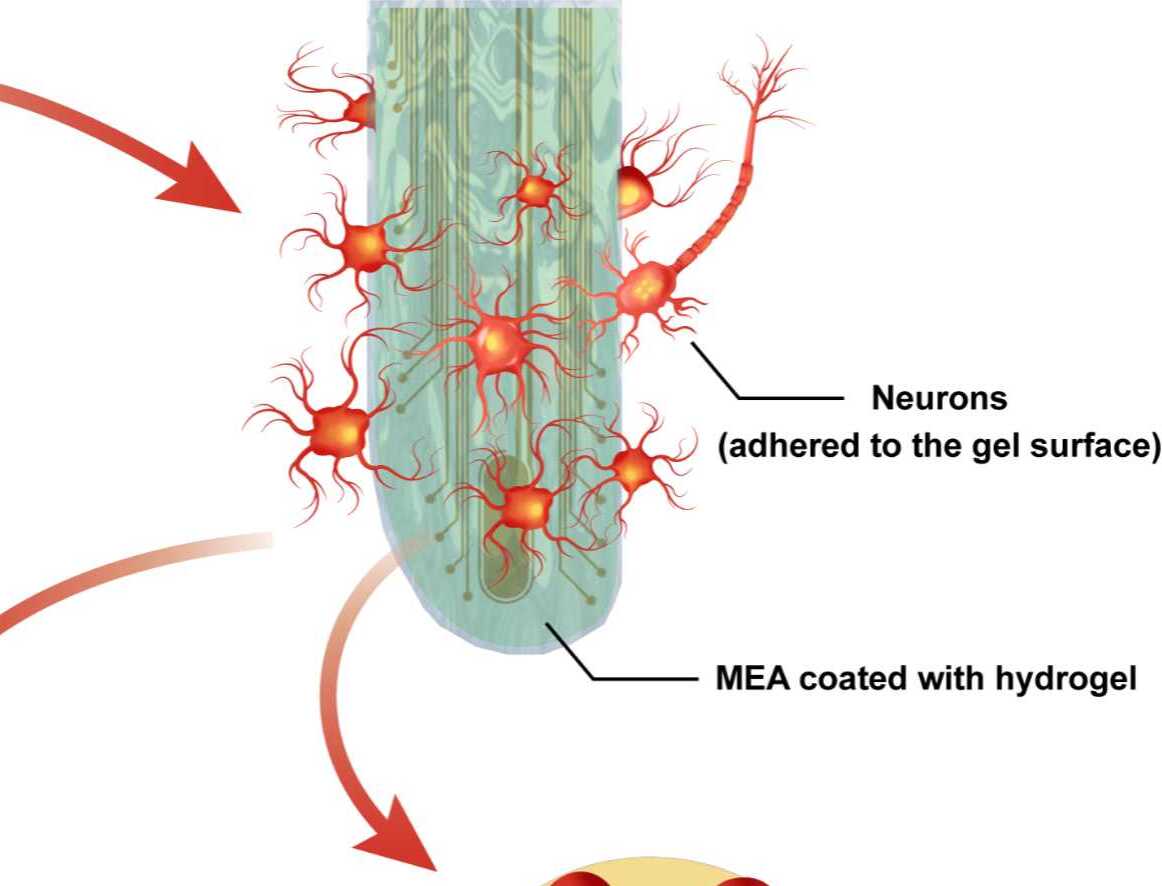 Drug-Loaded Hydrogel Microelectrode Arrays Significantly Boost Brain-Computer Interface Performance：Study