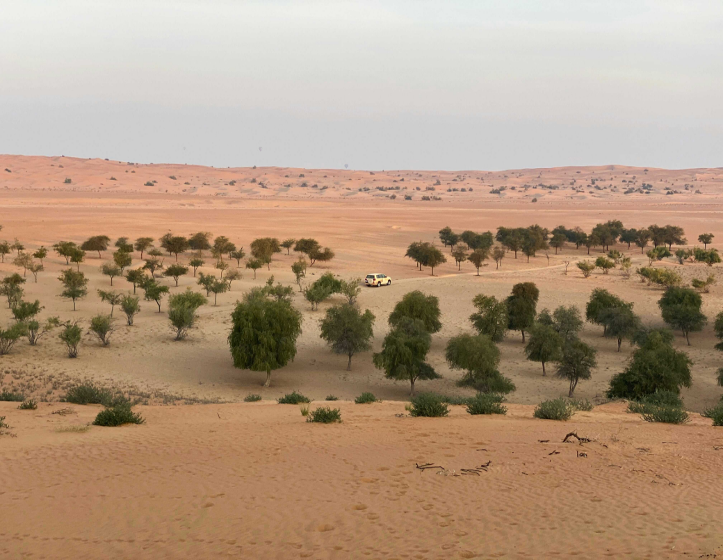 Africa's Great Green Wall Holds Great Potential for Land Degradation Neutrality, Study Finds