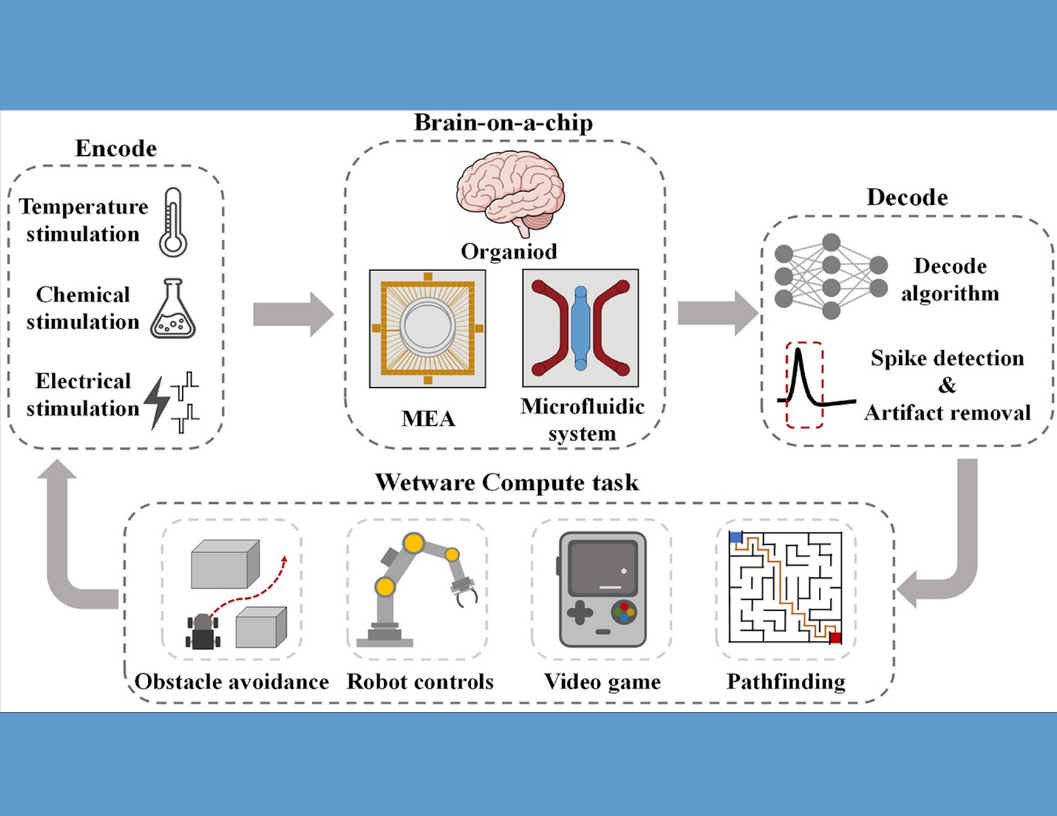Wetware Computing Paves the Way for Low-Power AI