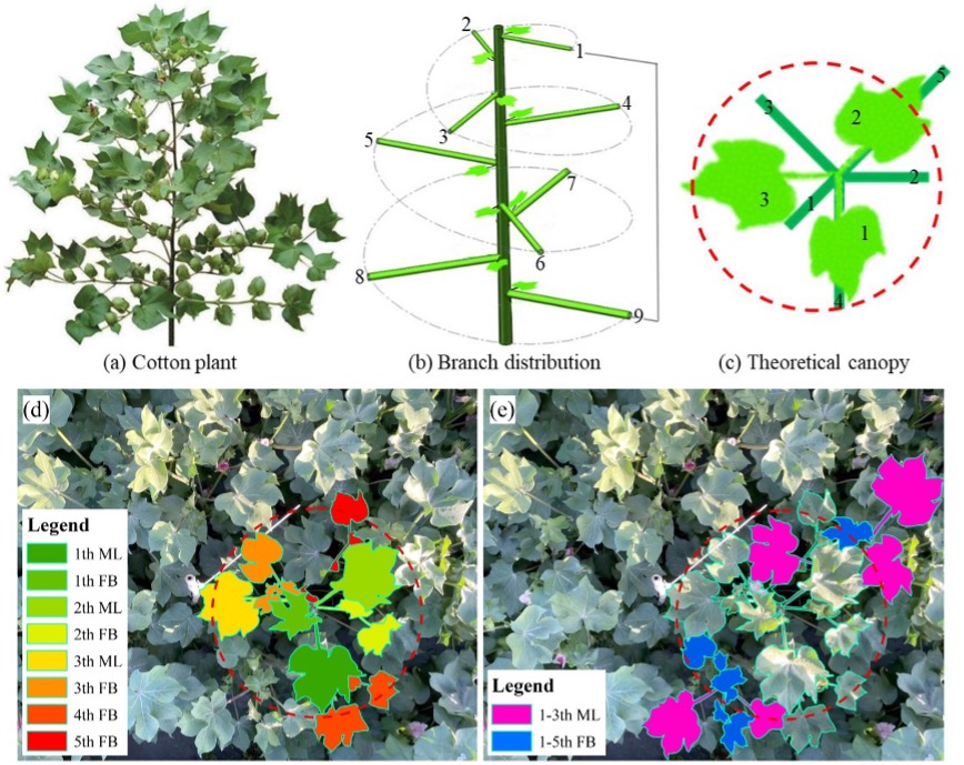 Scientists Develop New Method for Remote Sensing-Based Assessment of Cotton Verticillium Wilt