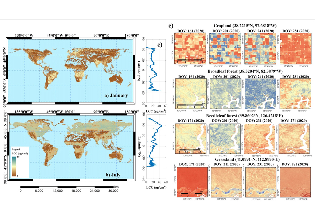 New Global Leaf Chlorophyll Dataset Enables Fine-Scale Vegetation Monitoring