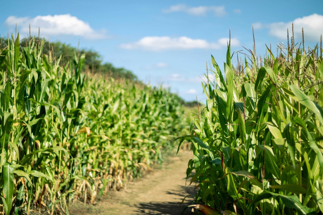 New Dataset Maps Maize Yields Across Northeast China at 10-Meter Resolution